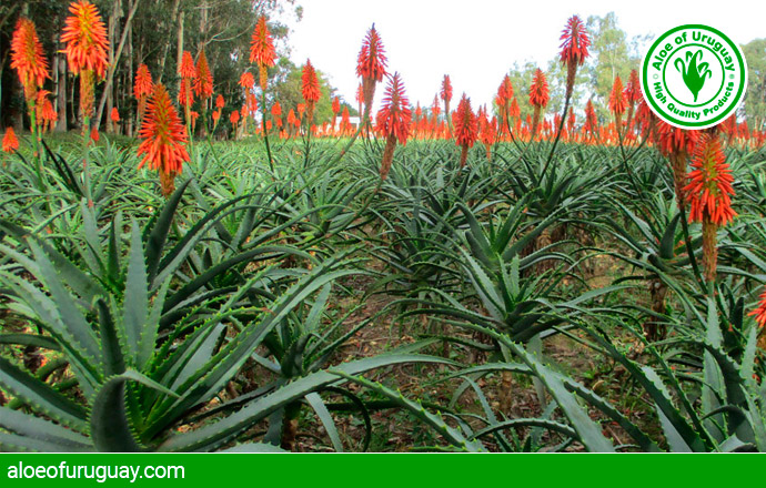 hablar Delicioso anfitrión Sobre el Aloe Arborescens Miller | Aloe of Uruguay®